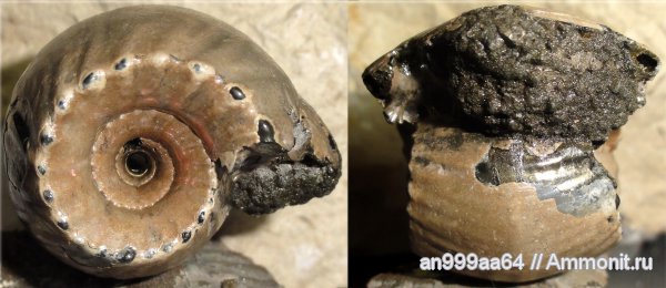 аммониты, юра, Михайлов, Erymnoceras, средний келловей, Erymnoceras doliforme, Ammonites, Jurassic, Middle Callovian