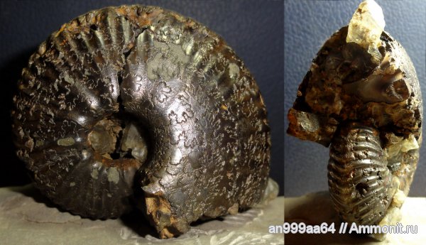 аммониты, юра, келловей, Дубки, Eboraciceras, Ammonites, лопастные линии, Eboraciceras sutherlandiae, Callovian, Jurassic, Middle Jurassic