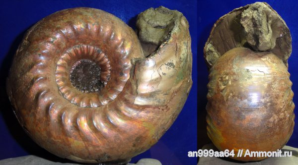 аммониты, юра, нижний келловей, Cadoceras, Cadoceras elatmae, Ammonites, Чувашия, Jurassic, Lower Callovian