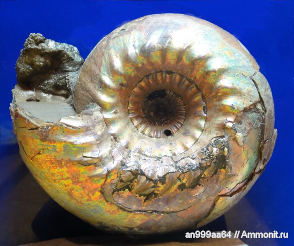 аммониты, юра, нижний келловей, Cadoceras, Cadoceras elatmae, Ammonites, Чувашия, Jurassic, Lower Callovian