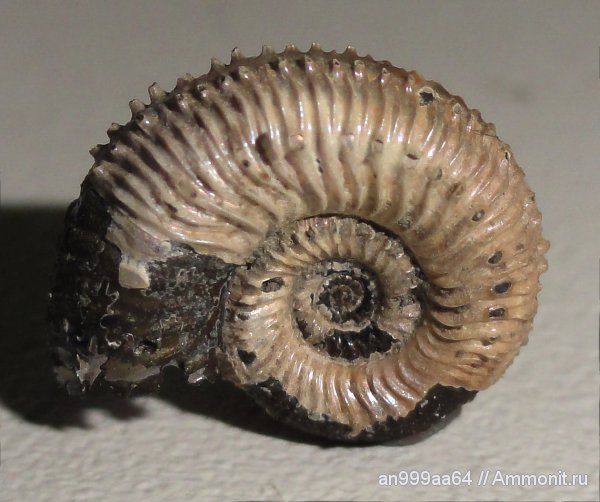 аммониты, юра, Kosmoceras, верхний келловей, Дубки, Ammonites, Jurassic
