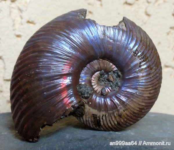 аммониты, юра, келловей, Quenstedtoceras, Quenstedtoceras lamberti, Дубки, Ammonites, Callovian, Jurassic, Middle Jurassic