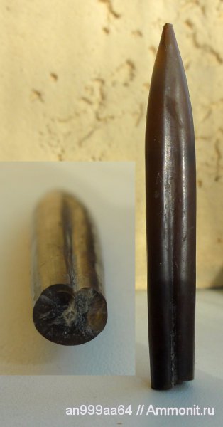 белемниты, юра, келловей, Саратовская область, Callovian, Jurassic, Middle Jurassic, belemnites