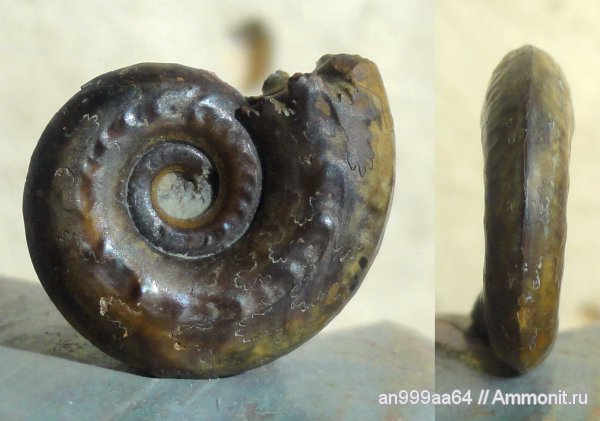 аммониты, юра, Brightia, Ammonites, Jurassic