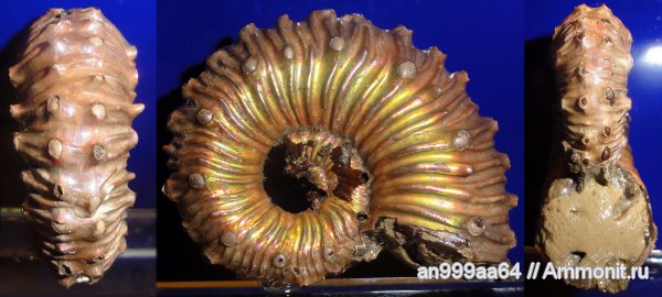 аммониты, юра, Kosmoceras, верхний келловей, Дубки, Саратовская область, Ammonites, Kosmoceras spinosum, Jurassic