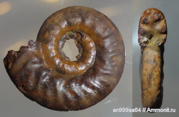 аммониты, юра, Brightia, келловей, Дубки, Саратовская область, Ammonites, Oppeliidae, Brightia saratoviensis, Callovian, Jurassic, Middle Jurassic