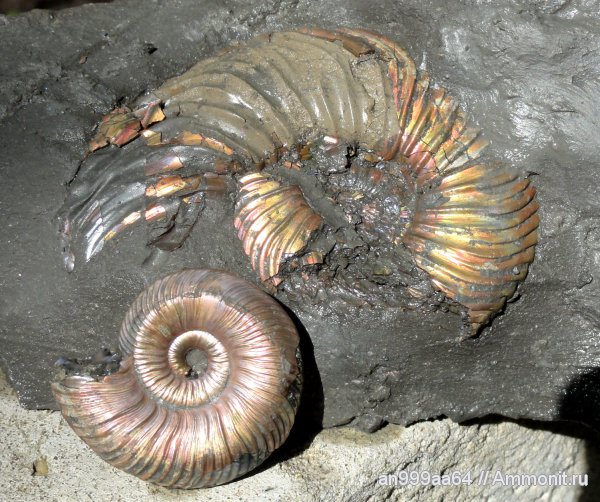 аммониты, юра, келловей, Quenstedtoceras, Quenstedtoceras lamberti, Дубки, Саратовская область, Ammonites, Callovian, Jurassic, Middle Jurassic