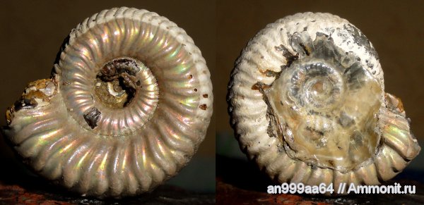 юра, келловей, Дубки, Vertumniceras, Саратовская область, Vertumniceras trapezoidalis, Callovian, Jurassic, Middle Jurassic