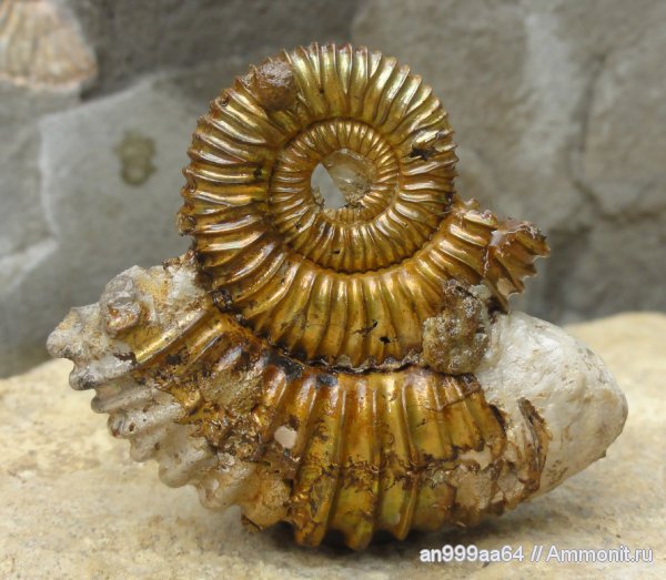аммониты, юра, Peltoceras, Дубки, Саратовская область, Peltoceras arduennense, Ammonites, Peltoceratinae, Aspidoceratidae, Jurassic