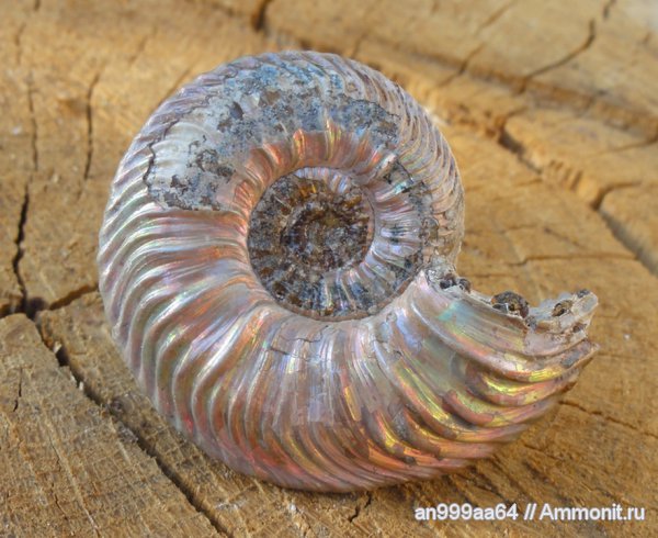 аммониты, юра, келловей, Quenstedtoceras, Дубки, Quenstedtoceras praelamberti, Саратовская область, Ammonites, Callovian, Jurassic, Middle Jurassic