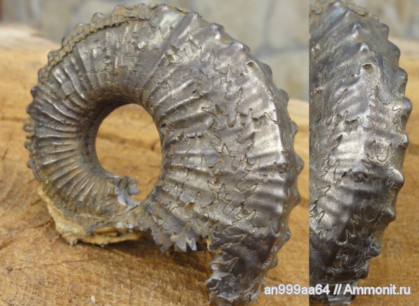 юра, Kosmoceras, макроконхи, келловей, Дубки, прижизненные повреждения, Kosmoceras duncani, Macroconchs, Callovian, Jurassic, Middle Jurassic