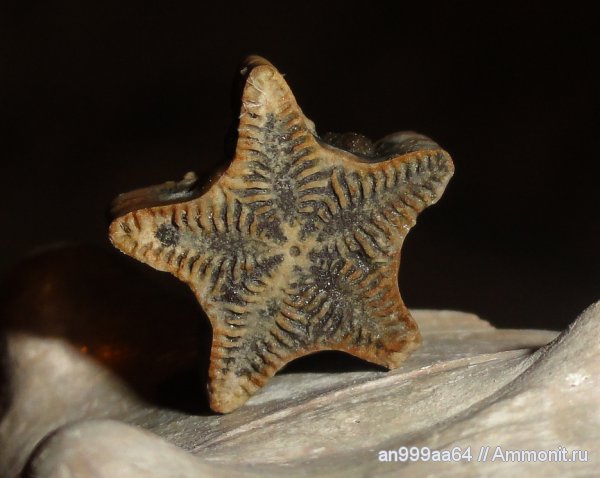 морские лилии, юра, криноидеи, Pentacrinus, Дубки, Саратовская область, Jurassic