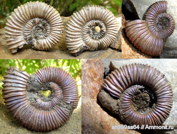 аммониты, юра, Peltoceras, Дубки, Саратовская область, Peltoceras arduennense, Ammonites, Jurassic
