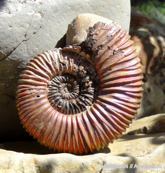 аммониты, юра, микроконхи, Peltoceras, Дубки, Саратовская область, Peltoceras arduennense, Ammonites, Microconchs, Jurassic