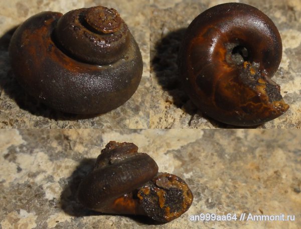 гастроподы, юра, Bathrotomaria, Дубки, Jurassic