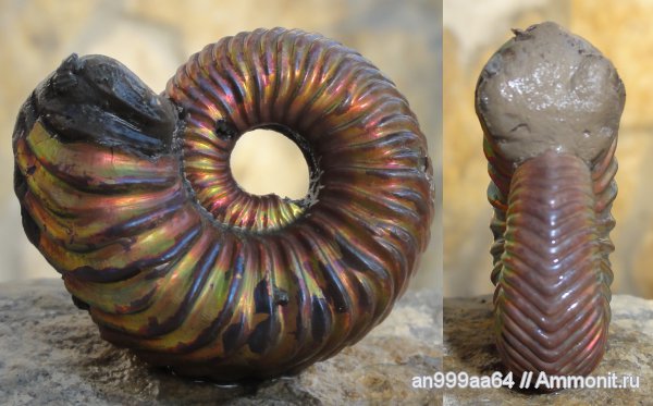 аммониты, юра, келловей, Дубки, Vertumniceras, Саратовская область, Vertumniceras angulatum, Ammonites, Callovian, Jurassic, Middle Jurassic