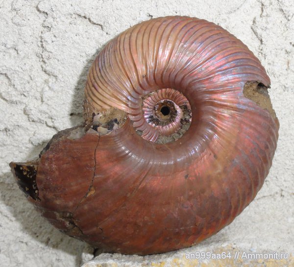 аммониты, юра, макроконхи, келловей, Quenstedtoceras, Дубки, Саратовская область, Ammonites, Macroconchs, Callovian, Jurassic, Middle Jurassic