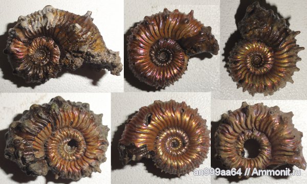 аммониты, юра, Kosmoceras, верхний келловей, Дубки, Kosmoceratidae, Саратовская область, Ammonites, Jurassic