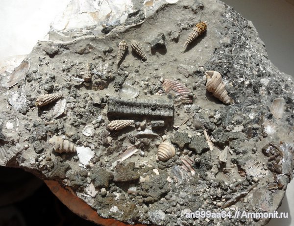 аммониты, гастроподы, двустворки, криноидеи, Pentacrinus, Astarte, Дубки, Ammonites, дно, Spinigera, Cryptaulax protortilis, Trautscholdia cordata, Dicroloma gagnebini