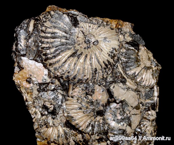 мел, Deshayesites, апт, Aconeceras, Sinzovia, Aptian, Cretaceous