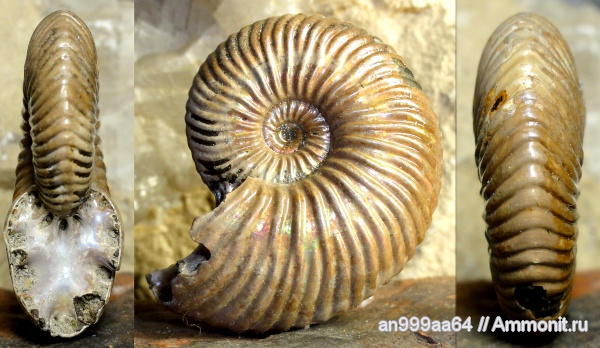 аммониты, юра, келловей, Quenstedtoceras, Дубки, Ammonites, Quenstedtoceras henrici, Callovian, Jurassic, Middle Jurassic