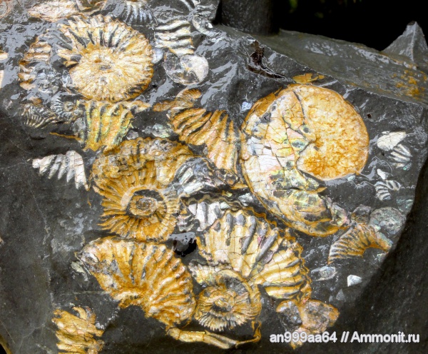 мел, Deshayesites, апт, Aconeceras, Sinzovia, Aptian, Cretaceous