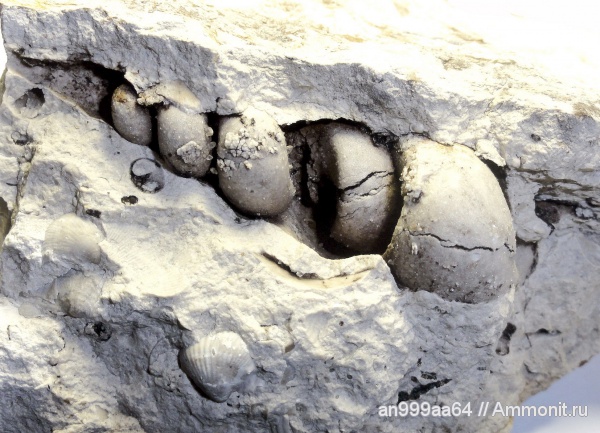 гастроподы, карбон