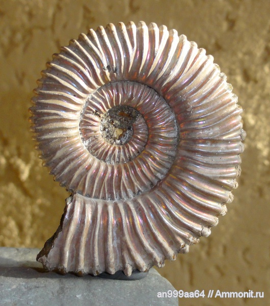 аммониты, Peltoceras, Дубки, Peltoceras arduennense, Ammonites, Peltoceratinae, Aspidoceratidae