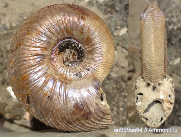 аммониты, Quenstedtoceras, Дубки, Ammonites, Quenstedtoceras brasili