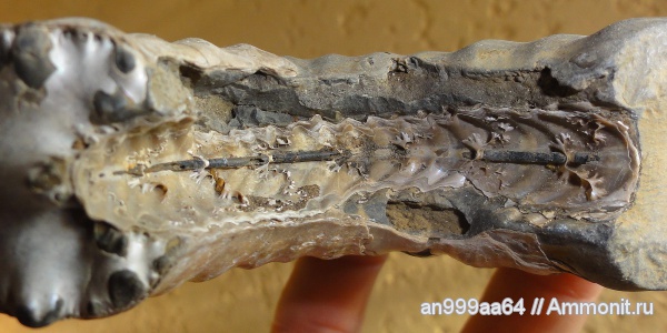 аммониты, Deshayesites, сифон, Ammonites, Широкий Буерак, Deshayesites bedouliensis