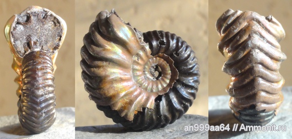 аммониты, юра, келловей, Дубки, Vertumniceras, Саратовская область, Vertumniceras angulatum, Ammonites, Callovian, Jurassic, Middle Jurassic