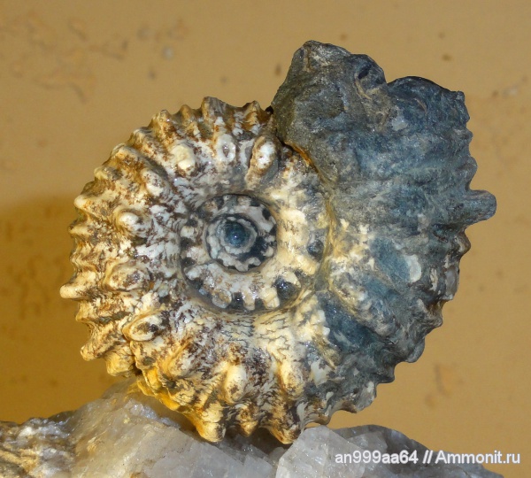 аммониты, апт, Epicheloniceras, Ammonites, Дагестан, Epicheloniceras martini orientalis, Aptian