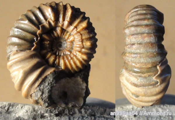 аммониты, Epicheloniceras, Ammonites, Epicheloniceras martini caucasica, Acanthohoplites bigoureti