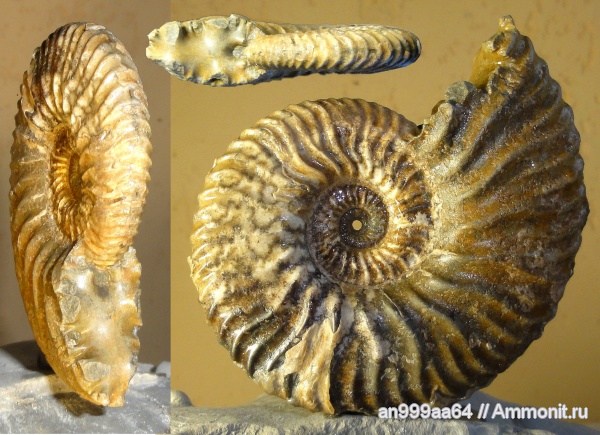 аммониты, Deshayesites, Ammonites, Deshayesites kemperi