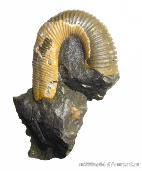 гетероморфные аммониты, апт, Acrioceras, Acrioceras furcatum, Aptian, heteromorph ammonites