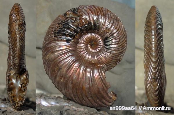 аммониты, Quenstedtoceras, Quenstedtoceras lamberti, Дубки, Ammonites