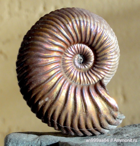 аммониты, юра, келловей, Дубки, Ammonites, Callovian, Jurassic, Middle Jurassic