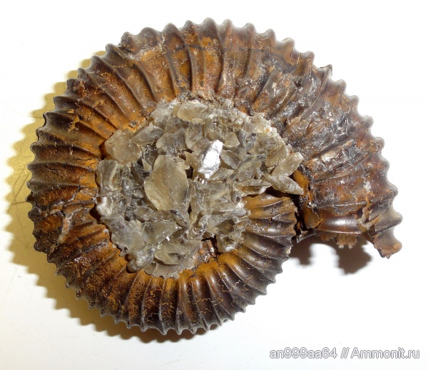 аммониты, Peltoceras, Дубки, Ammonites, Peltoceratinae, Aspidoceratidae