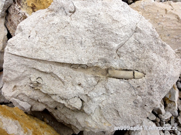 карбон, лопатоногие моллюски