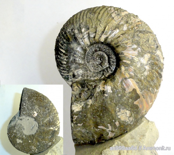 аммониты, Quenstedtoceras, Quenstedtoceras lamberti, Дубки, Ammonites