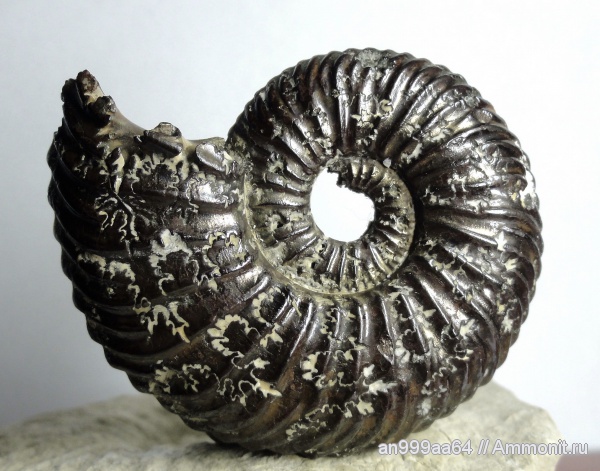 аммониты, Vertumniceras, Vertumniceras angulatum, Ammonites, лопастные линии