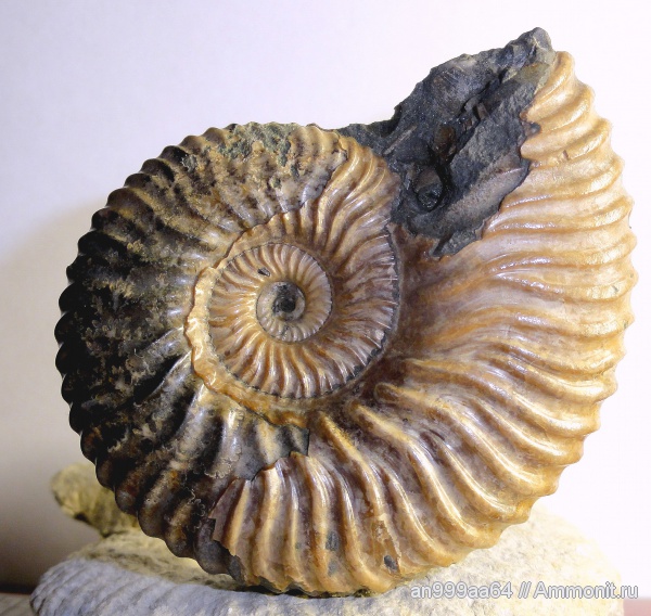 аммониты, Deshayesites, Ammonites, Deshayesites kemperi