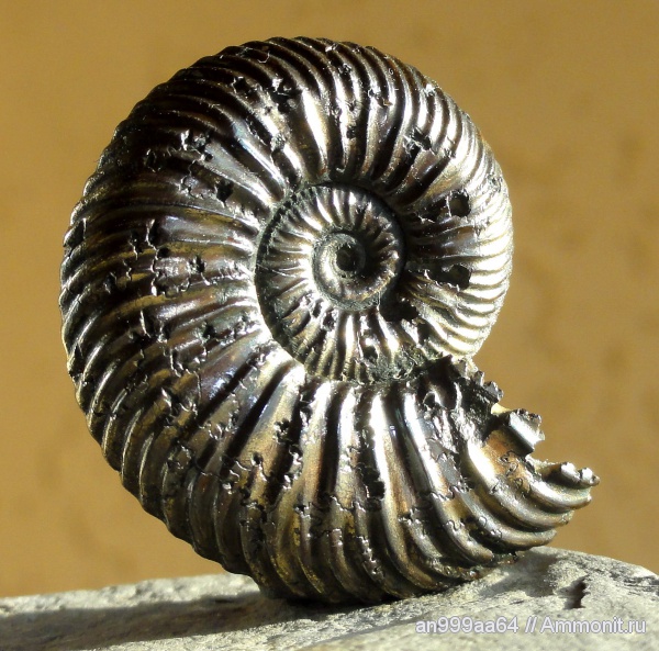 аммониты, Quenstedtoceras, Quenstedtoceras lamberti, Дубки, Ammonites