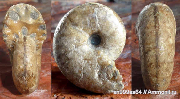 muscle scars, Salfeldiella guettardi, Salfeldiella