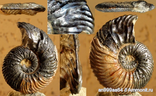 аммониты, Quenstedtoceras, Quenstedtoceras lamberti, Дубки, прижизненные повреждения, Ammonites