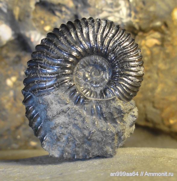 мел, Deshayesites, апт, лопастные линии, Aptian, Cretaceous