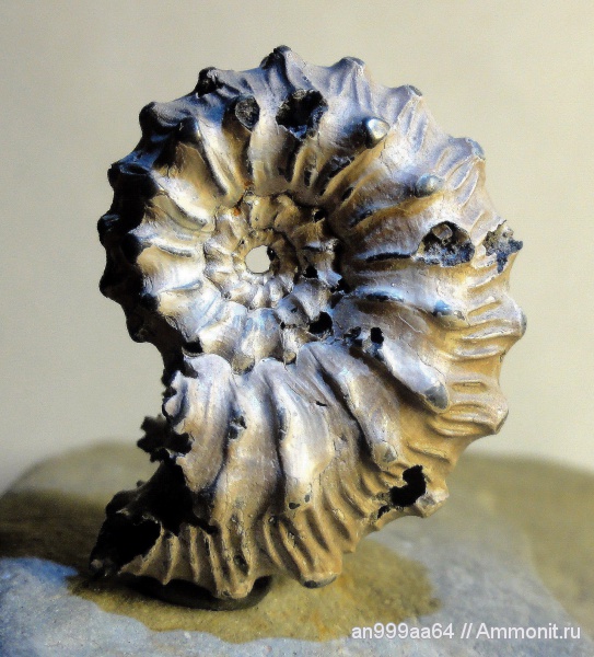 аммониты, Kosmoceras, Kosmoceras gemmatum, Ammonites