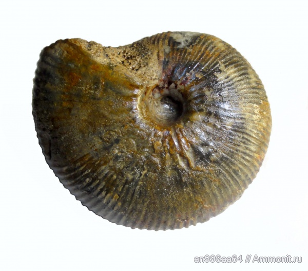 аммониты, Kosmoceras, келловей, Никитино, Kosmoceras enodatum, Ammonites, Callovian, Middle Jurassic