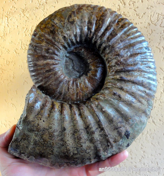 аммониты, Ammonites