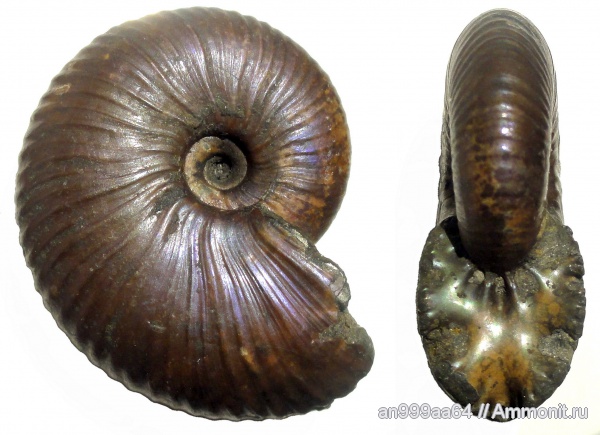 аммониты, юра, Михайлов, Funiferites, келловей, Funiferites patruus, Ammonites, Callovian, Jurassic, Middle Jurassic
